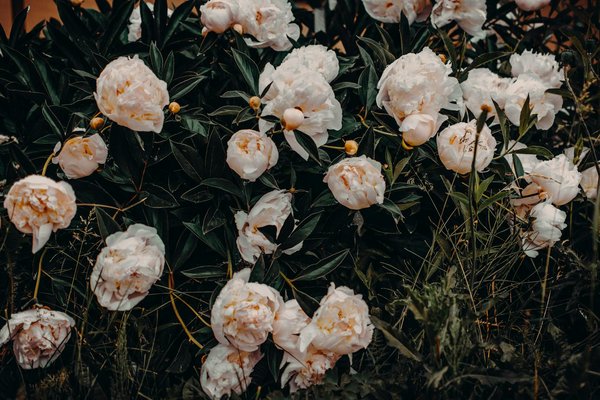 Maîtrisez les frais de notaire immobiliers : Guide essentiel et pratique